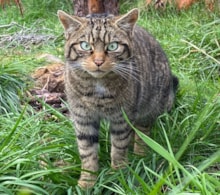Wildcat - Saving Wildcats RZSS