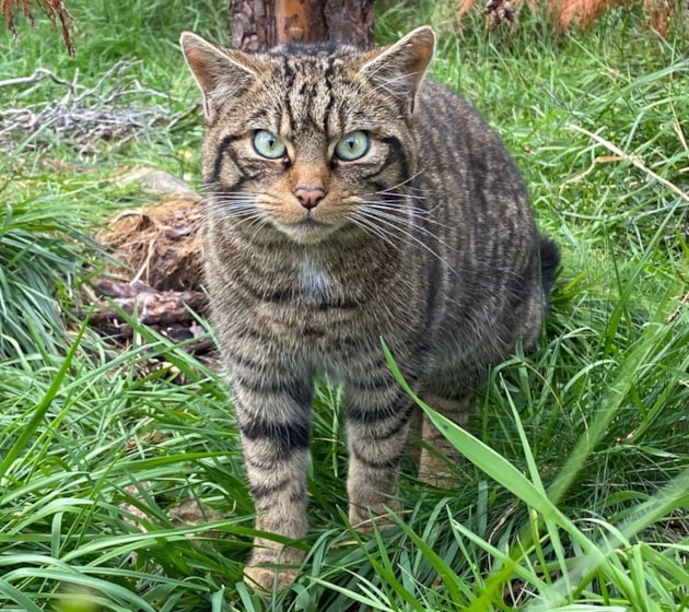 Wildcat - Saving Wildcats RZSS