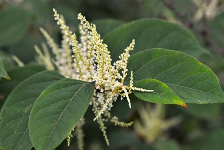 knotweed-gd3da2f8ab 1280