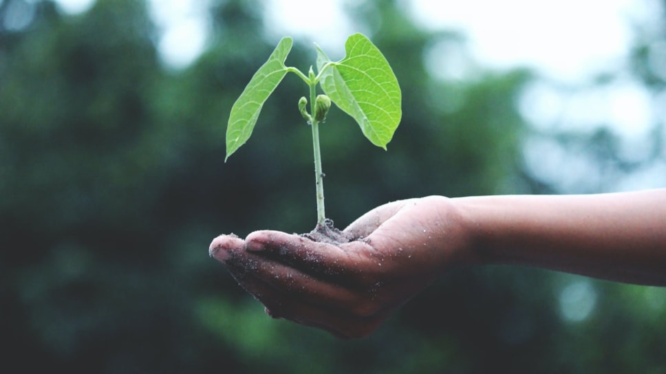 Plant growing in hand