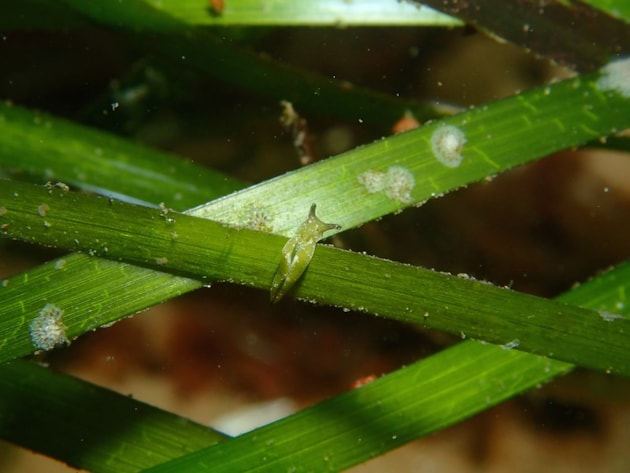 A green sea slug on seagras sin Whiting Bay in South Arran. Copyright Francis Bunker-NatureScot