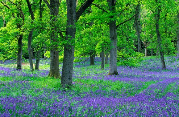 Oakwood ©Lorne Gill SNH