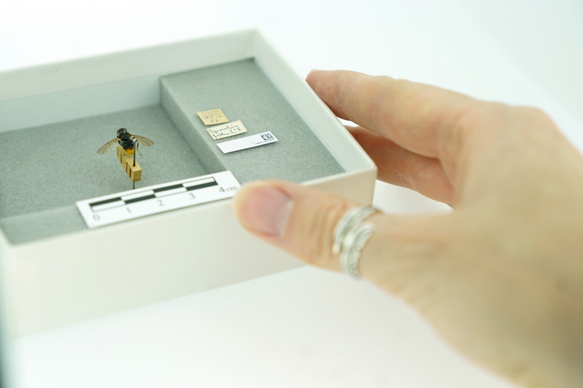 DiSSCo first specimen hoverfly digitisation at the National Museums Collection Centre credit Stewart Attwood