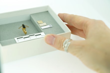 DiSSCo first specimen hoverfly digitisation at the National Museums Collection Centre credit Stewart Attwood