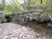 Ty Mawr wood 3: Ty Mawr wood 3