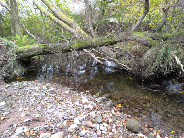 Ty Mawr wood 3