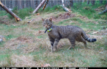 A released female wildcat. © Saving Wildcats