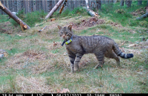 A released female wildcat. © Saving Wildcats