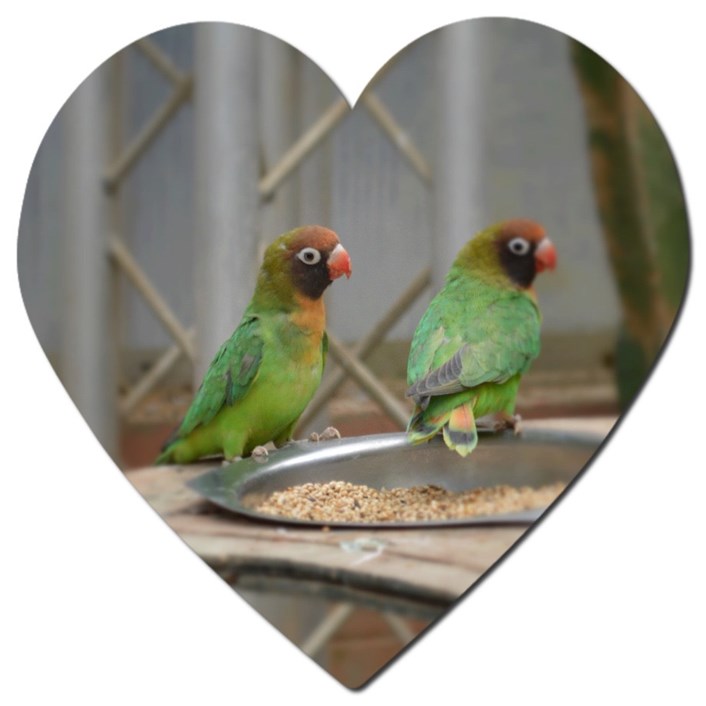 Love is in air as new guests arrive just in time for Valentine’s Day at Tropical World: lovebirds-feb16.jpg
