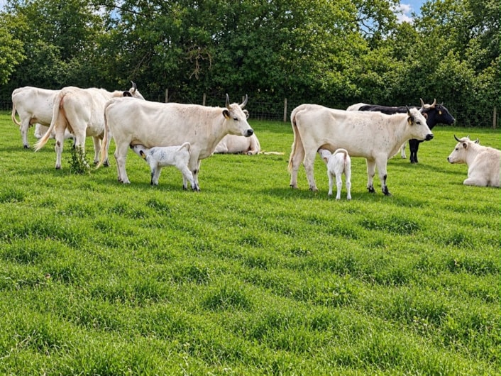 Vaynol calves 3: Vaynols can now be found in five locations in the UK, with Temple Newsam’s Home Farm currently home to one bull, 14 breeding cows, five heifers (females yet to calve) and the five calves born in the last month.