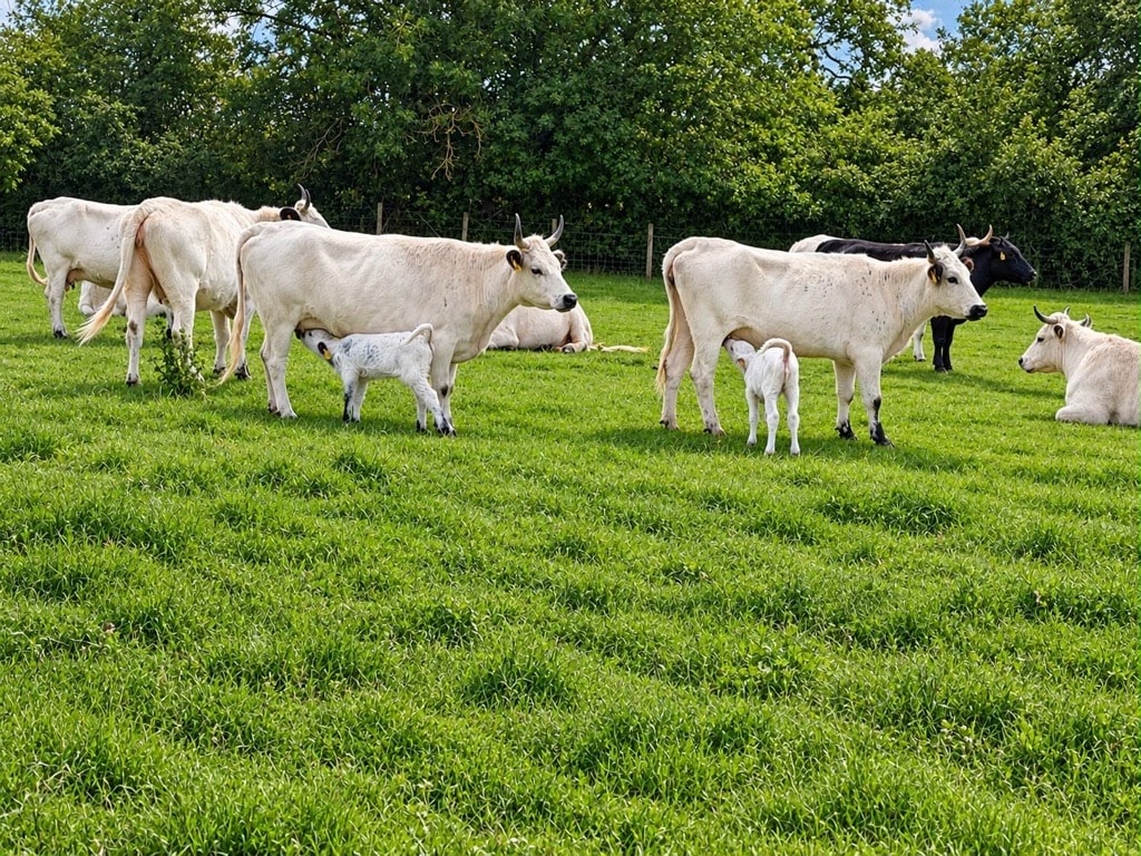Vaynol calves 3: Vaynols can now be found in five locations in the UK, with Temple Newsam’s Home Farm currently home to one bull, 14 breeding cows, five heifers (females yet to calve) and the five calves born in the last month.