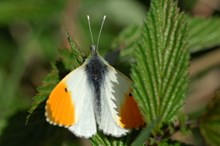 Orange-tip butterfly - Credit Lorne Gill-NatureScot