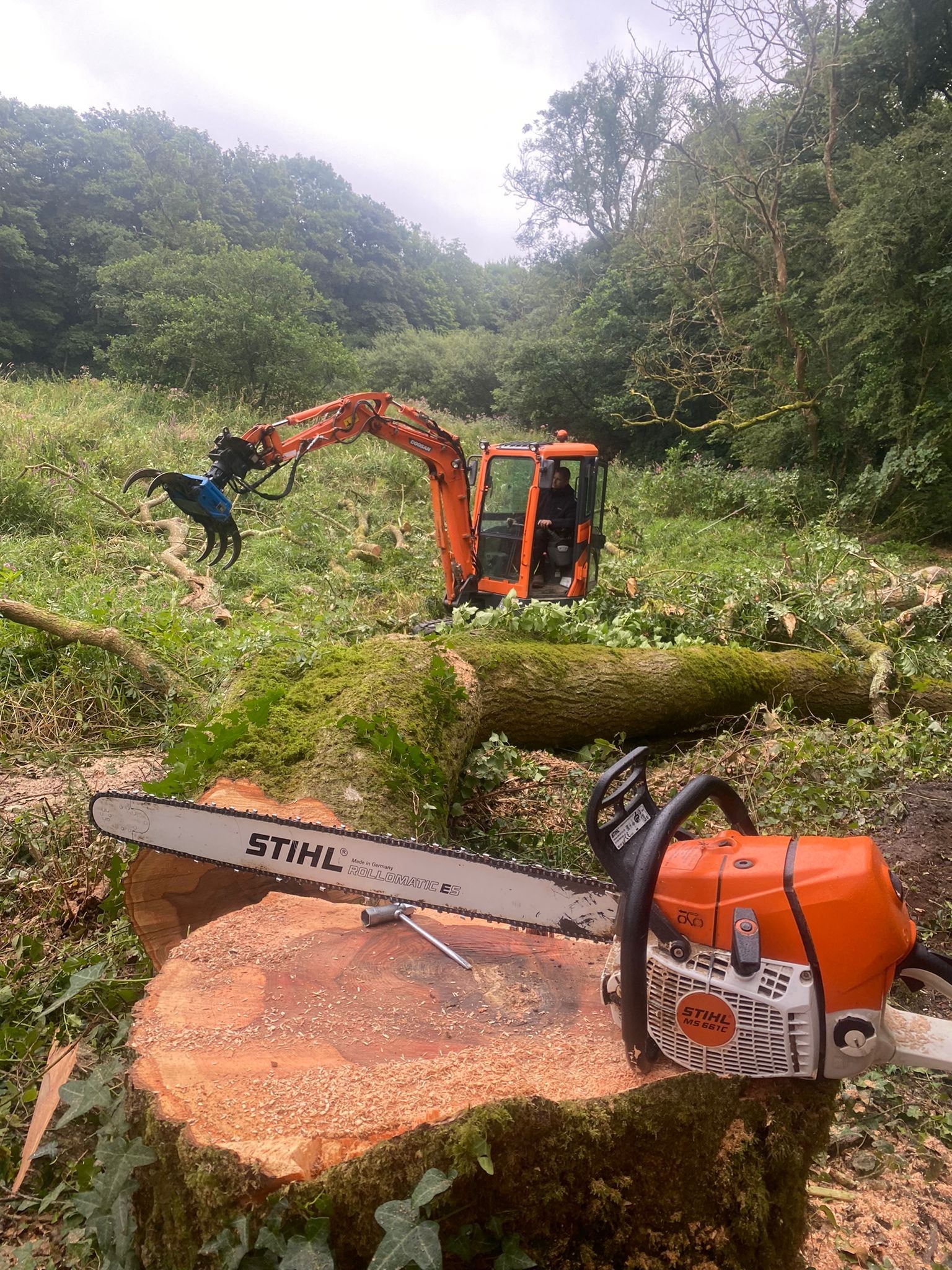 Managing Trees Affected By Ash Dieback PembrokeshireCC News   8d1b3174ce2e45b188d2a14dbe296bfb 