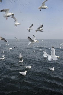 Herring gulls (Larus argentatus). ©Lorne Gill/NatureScot