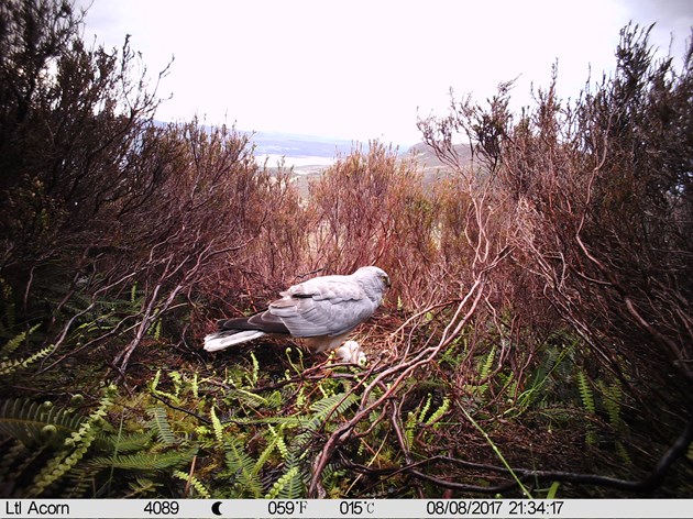 Male harrier at nest
