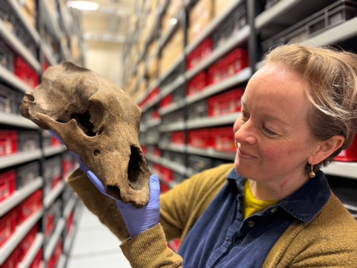 Museum’s incredible Ice Age predators worth bearing in mind: Ice Age remains-10
