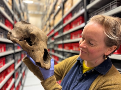 Museum’s incredible Ice Age predators worth bearing in mind