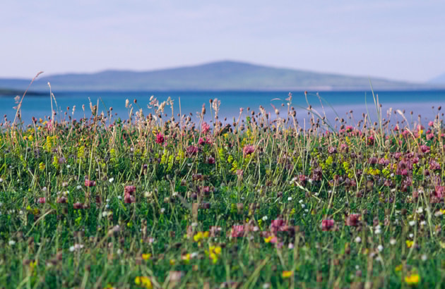 Machair, North Uist (c) Lorne Gill/ NatureScot