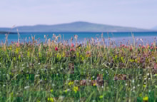 Machair, North Uist (c) Lorne Gill/ NatureScot