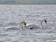 Mute swans at Loch Leven: Free use. Please credit Scottish Natural Heritage (SNH).