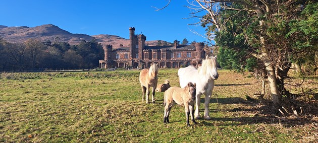 Rum National Nature Reserve welcomes newest residents: Minishal and her foal Shellesder in the foreground, with Fhuarain lying down behind. The other pony standing to the left is his sister Shuna ©Lesley Watt/NatureScot