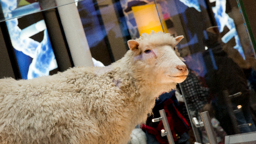Dolly the sheep turns 30