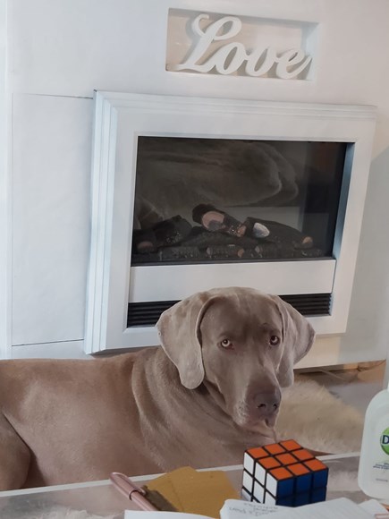 Niko in his new home