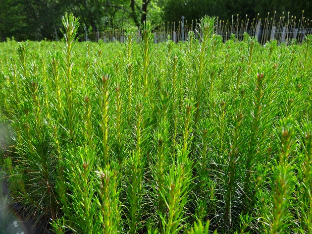 The 20,000 trees awaiting planting in the tree nursery at Beinn Eighe National Nature Reserve © Doug Bartholomew/SNH