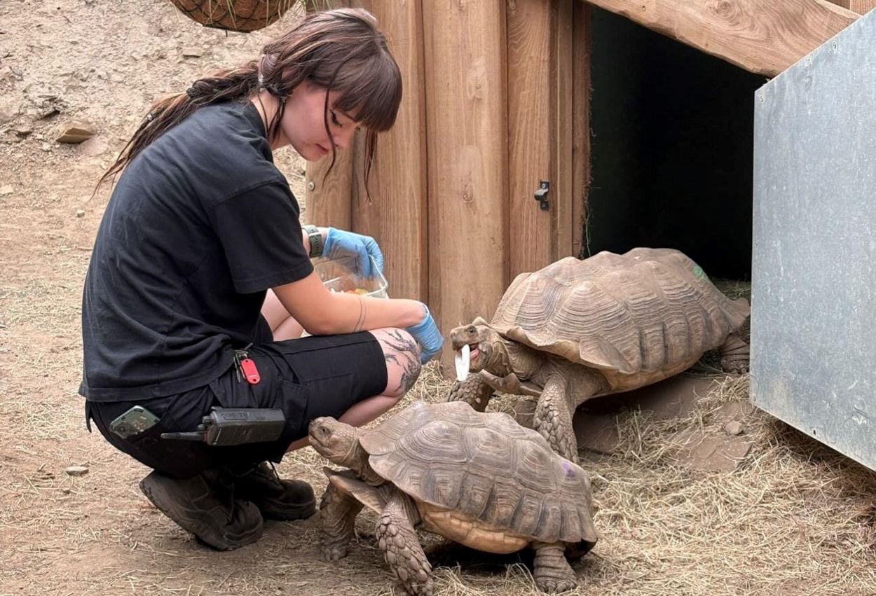 Charlotte Ryan VTL 1: Charlotte Ryan started volunteering at Tropical World in 2024 and is now training for a diploma in zoo management.

Here with two sulcata tortoises, the largest mainland tortoise in the world and the third largest overall, with a life expectancy of over 70 years.
