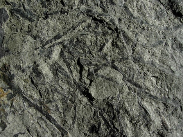Fossil plant stems - image credit Colin McFadyen / NatureScot: The fossil remains of early land plants that lived in the area that we now know as Scotland around 400 million years ago.