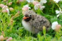 Arctic tern chick ©Lorne Gill/NatureScot