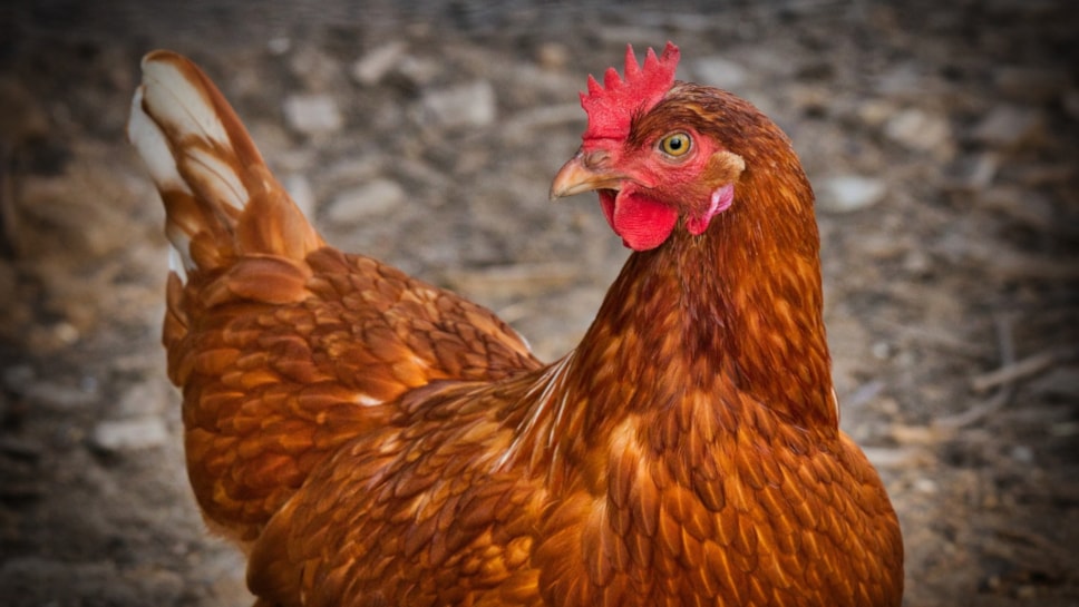chicken