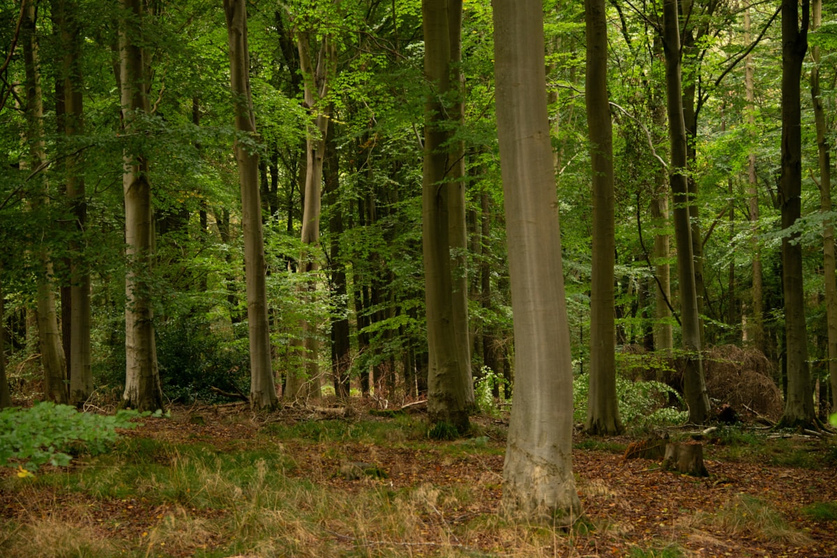Harrison Woodlands 1880084 Credit Philip Formby WTML