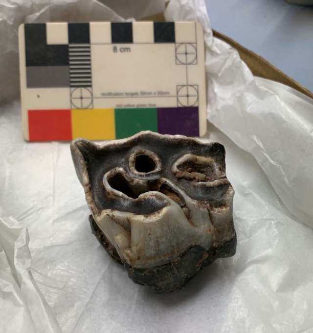 Pembroke woolly rhino molar