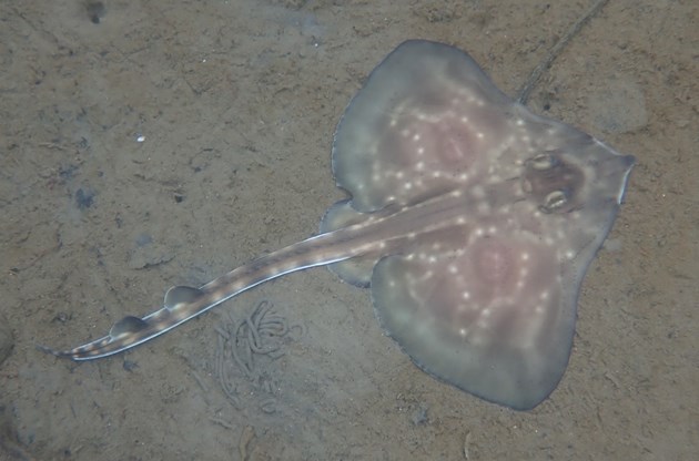 Flapper skate protection: A juvenile skate ©Karen Boswarva