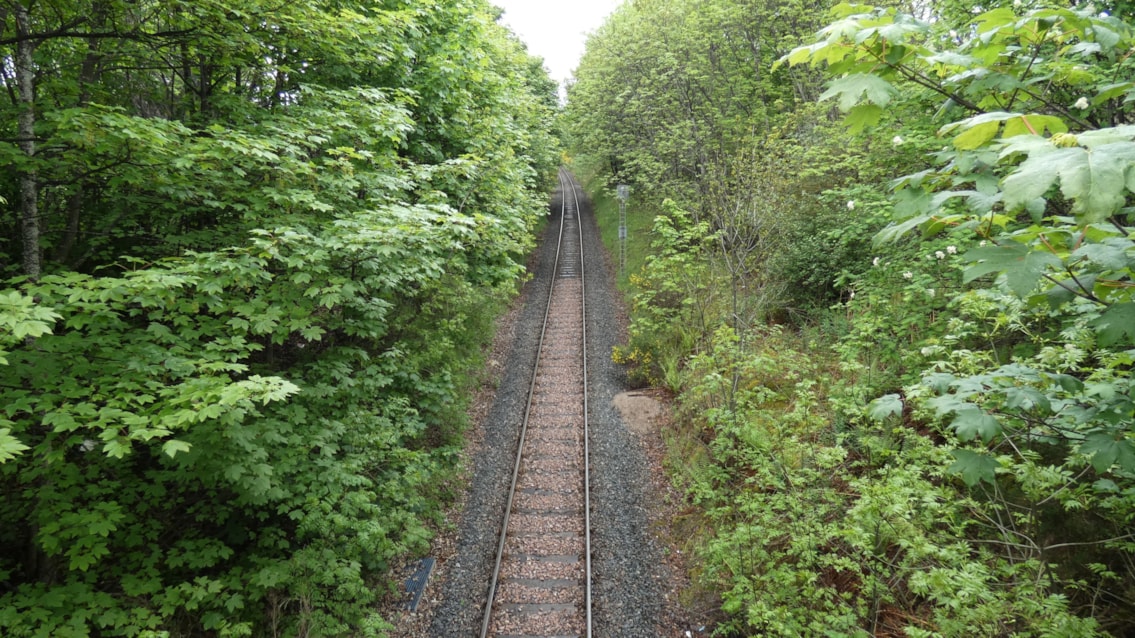 Vegetation Management on the Far North Line cropped