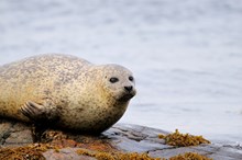 Harbour seal resting on rocks at low tide ©Lorne Gill-NatureScot