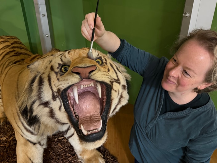 Leeds tiger taxidermy: Curators Clare Brown (pictured) and Sarah Burhouse were on site at Leeds City Museum carrying out meticulous checks for dust and the types of tiny pests which can be harmful to vintage taxidermy, before undertaking a delicate clean of some unique and historically significant exhibits.
The gigantic Bengal tiger, thought to be one of the biggest taxidermy mounts of its kind anywhere in the world, was among a selection of the museum’s most precious and historic specimens being conserved in the museum’s spectacular Life on Earth Gallery.