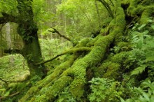 Scotland's rainforest: An example of Scotland's rainforest: Moss covered trees and fallen branches at Barnluasgan, Argyll. ©Lorne Gill/NatureScot