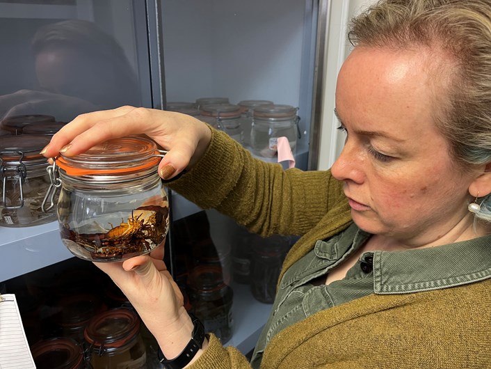 Store 2 at Leeds Discovery Centre: Clare Brown with some of the carefully preserved scorpions which are residents in Store 2 at Leeds Discovery Centre.