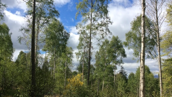 40 years of championing a key national resource – Scotland’s Finest Woods Awards: Main Image - Winner of the 2024 Dulverton Flagon, David Shepherd and Annie Griffiths for Craggach Woodland, Inverness-shire 