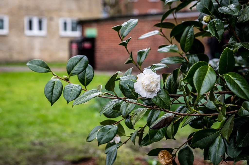 A close-up shot of the camellia bush at Highbury Quadrant