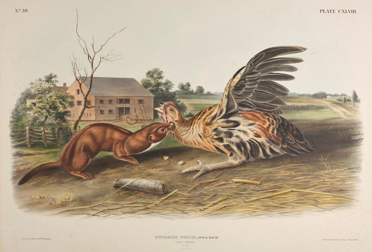 Print depicting Tawny Weasel by John James Audubon. Image © National Museums Scotland (2)