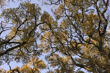 Oak woodland, Perthshire ©Lorne Gill/NatureScot