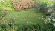 Image 1 -Llangloffan Fen NNR before weevils released: Image 1 -Llangloffan Fen NNR before weevils released