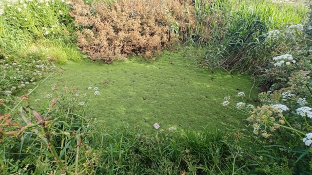 Image 1 -Llangloffan Fen NNR before weevils released
