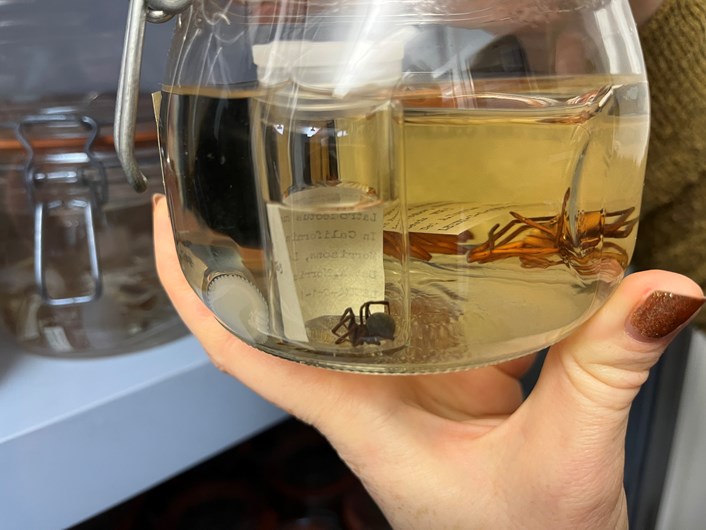 Store 2 at Leeds Discovery Centre: A black widow spider found inside a box of supermarket grapes. Famed for its unusually potent bite, was found by staff at a Leeds supermarket in 1991.