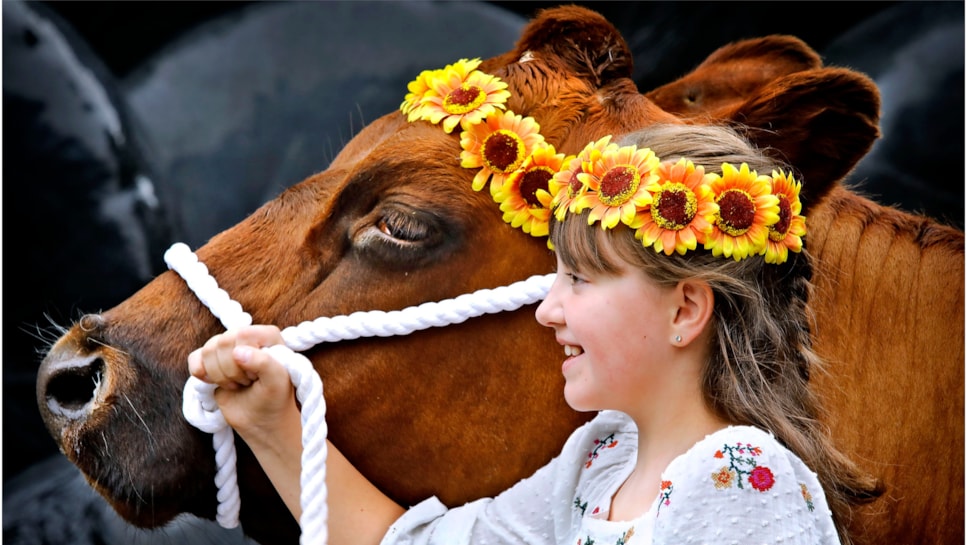 Aimee Young (10) from East Ayrshire and Nora the Ayrshire Cow at the National Museum of Rural Life. Photo (c) Paul Dodds (3) 