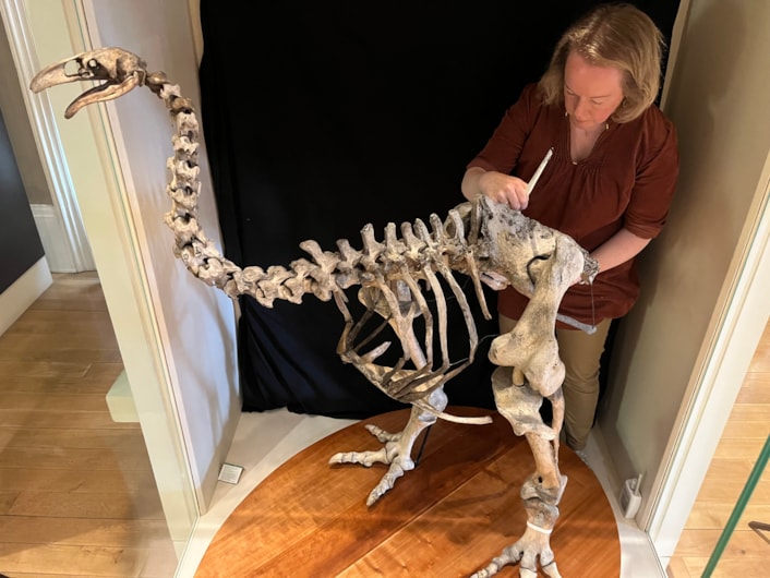 Moa cleaning: Clare Brown, Leeds Museums and Galleries' curator of natural sciences cleans the incredibly rare and complete bones of the heavy-footed moa, a huge flightless bird which once roamed parts of New Zealand. The bones are on display at Leeds City Museum.