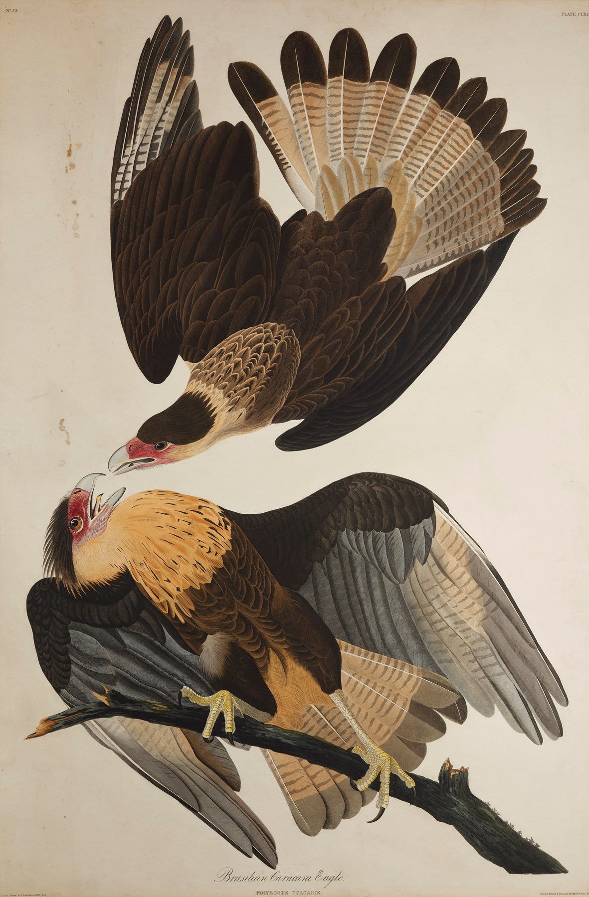Print depicting Brasilian Caracara Eagles from Birds of America, by John James Audubon. Image © National Museums Scotland